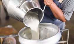 İşletmelerin topladığı süt miktarı azaldı