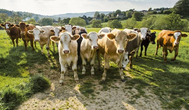 USDA’dan çarpıcı Türkiye raporu: 2026’da 450 bin baş sığır ve 70 bin ton et ithal edilecek